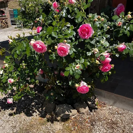 Il Casale Delle Rose Villa